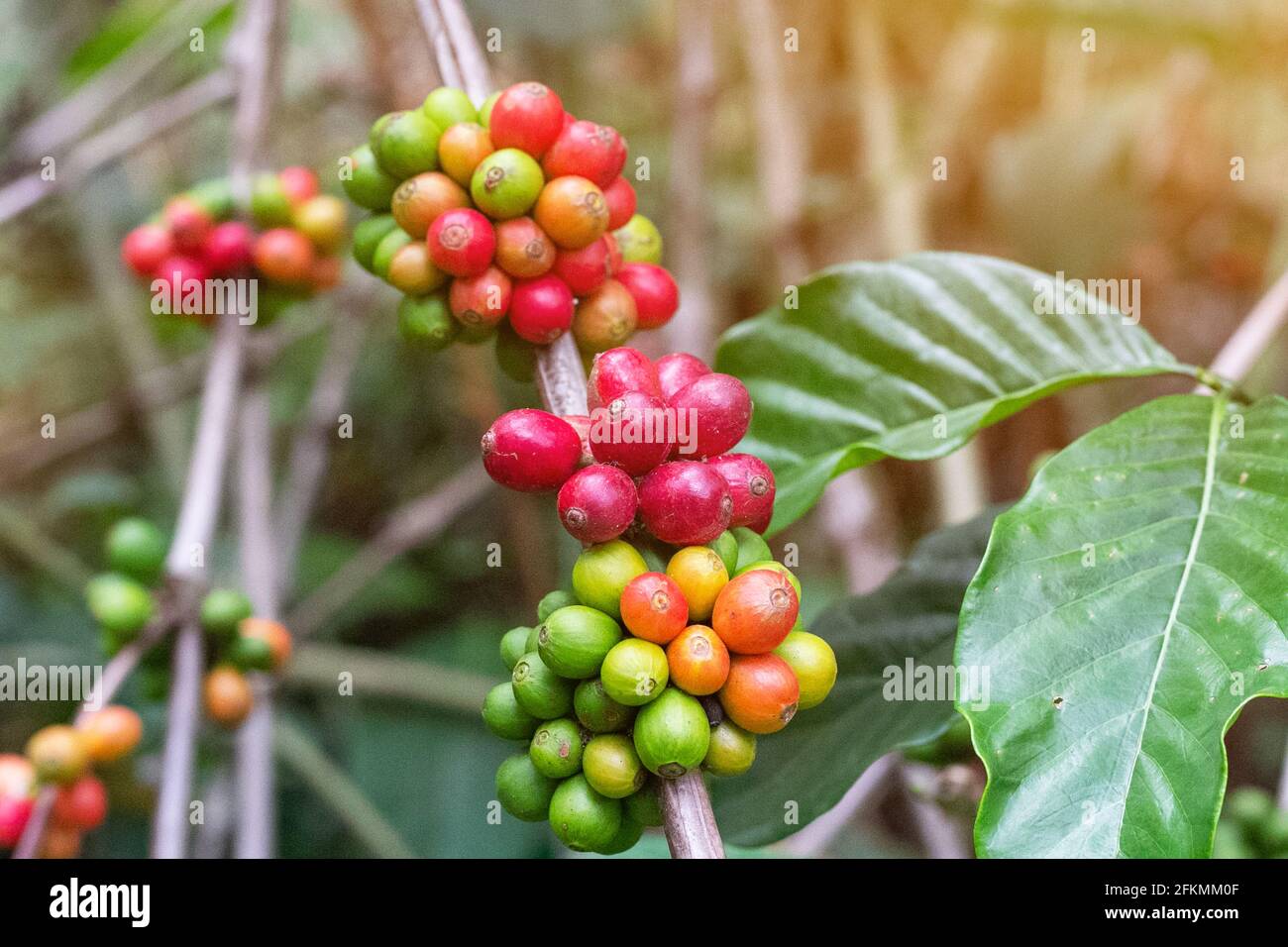 laos coffee,pakxong coffee fruits farming in asia Stock Photo Alamy