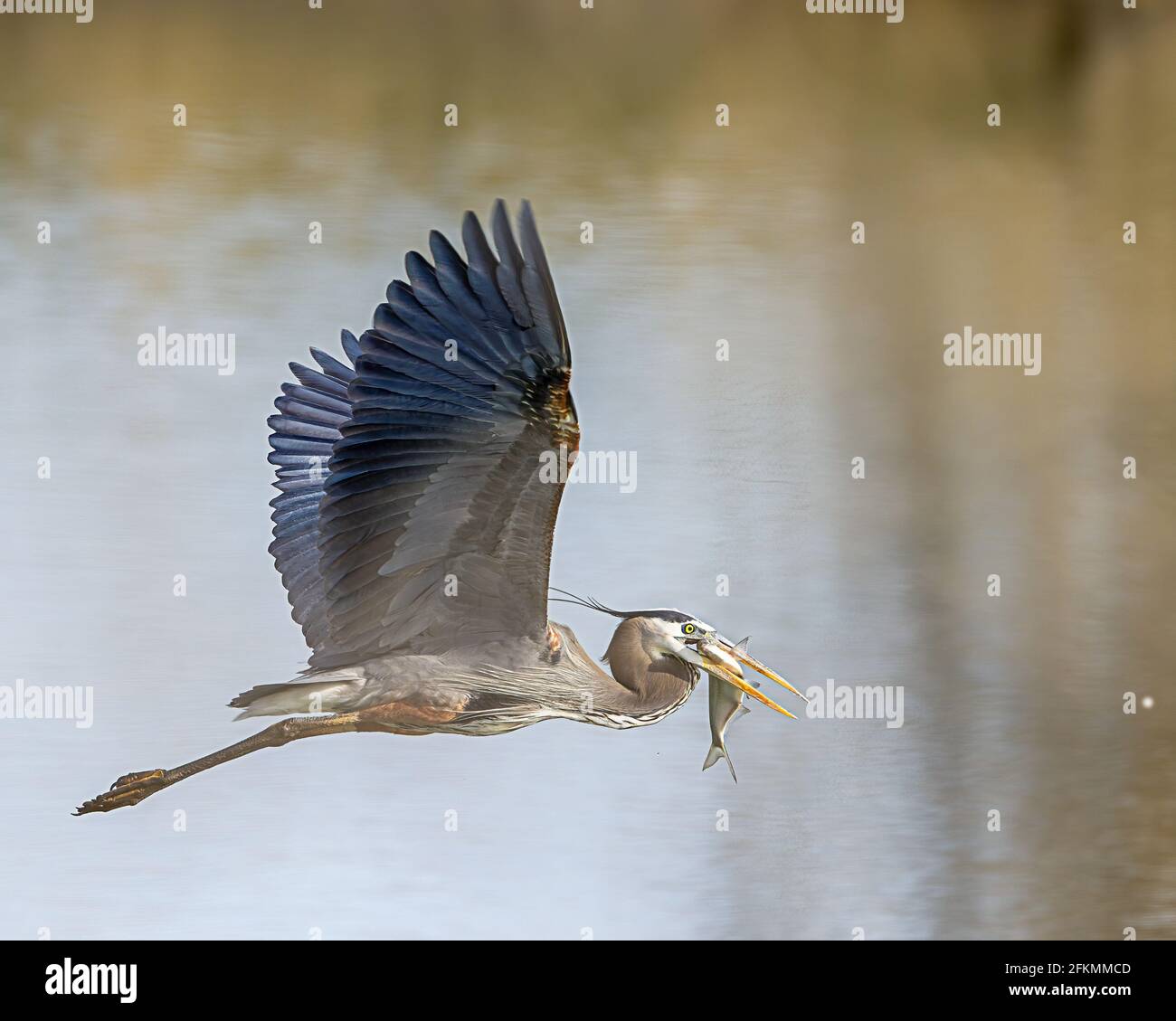 A successful hunter, great blue heron flies with a fish in his mouth. Stock Photo