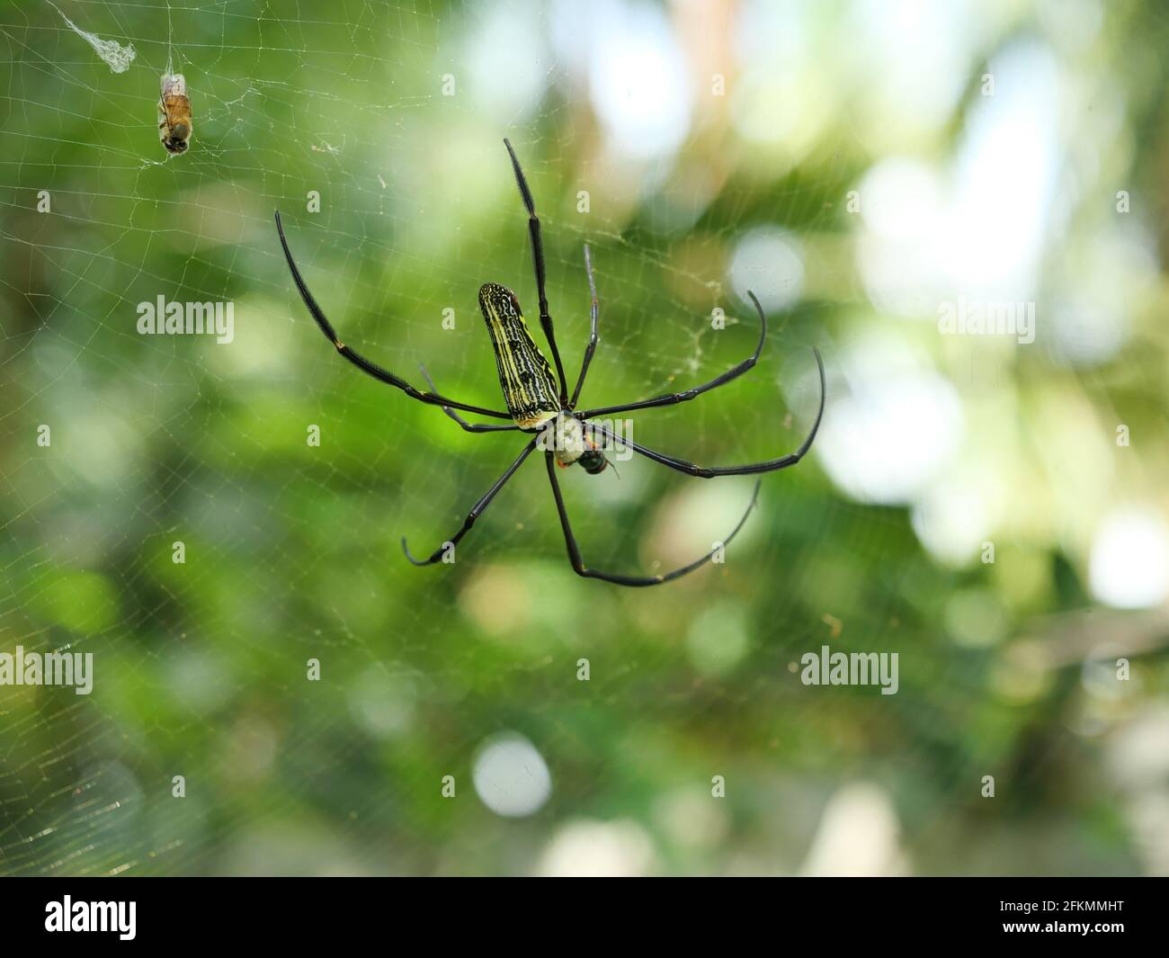 Green with yellow pattern and long black legs of the Garden Spider on web trap insects with natural green background, Honey bee is trapped and become Stock Photo