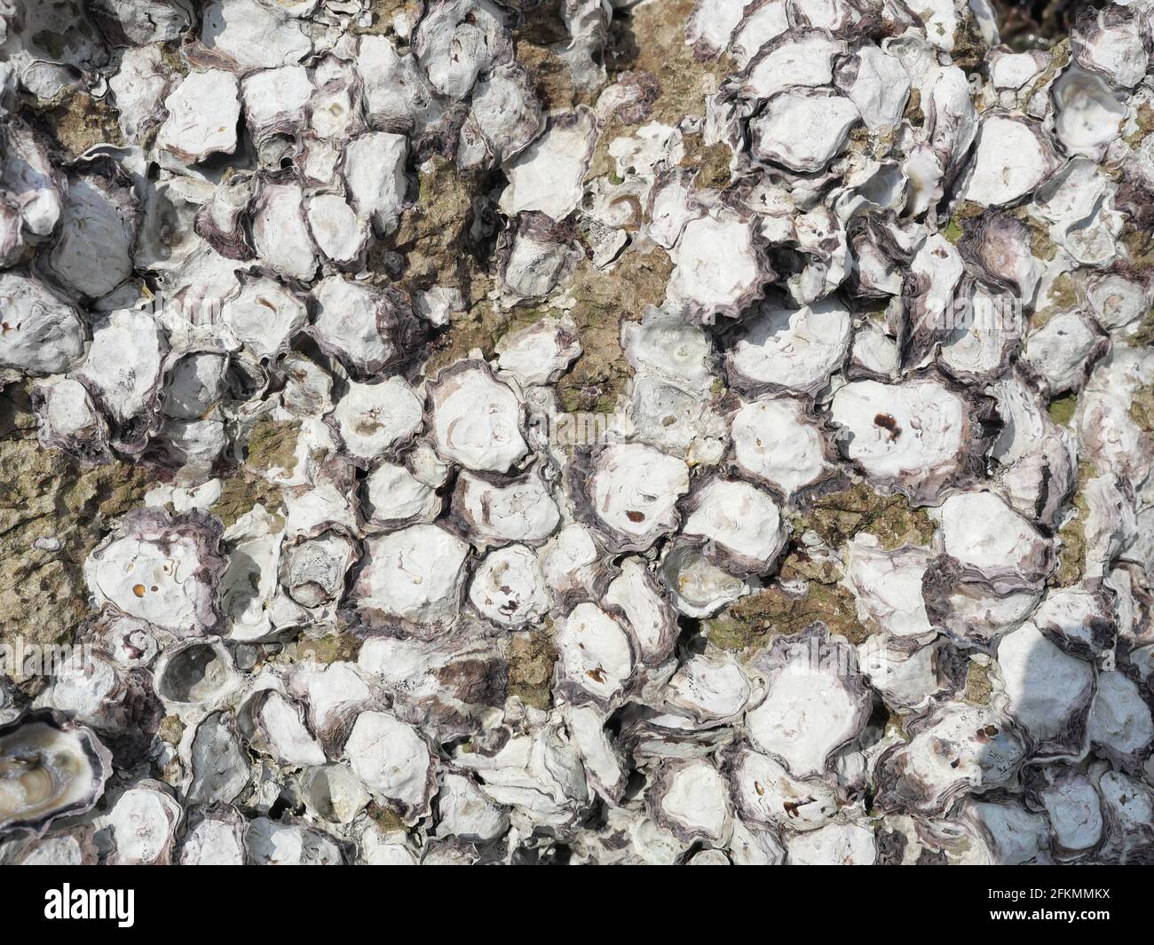 Wild oysters attached on rocky reef at low tide, Group of sea shells Stock Photo