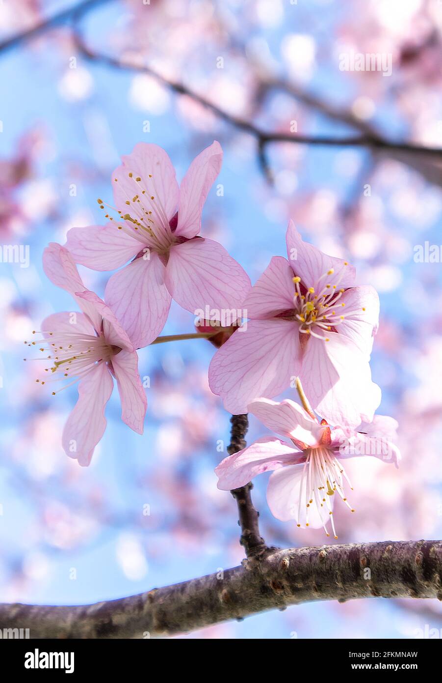 Delicate cherry blossom against the blue sky background Stock Photo - Alamy