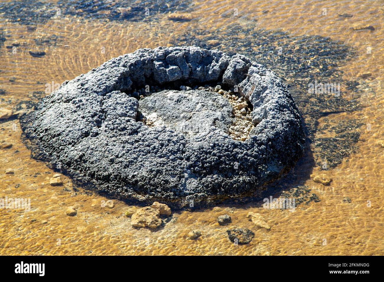 Stromatolites at Lake Thetis, Cervantes, Western Australia. Stromatolites, are the oldest living lifeforms on our planet Stock Photo