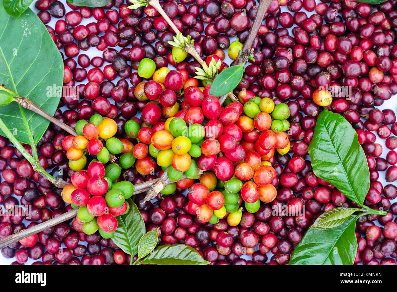 laos coffee,pakxong coffee fruits farming in asia, coffee laos Stock