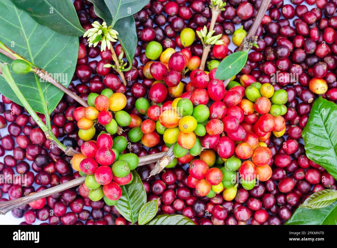 laos coffee,pakxong coffee fruits farming in asia, coffee laos Stock