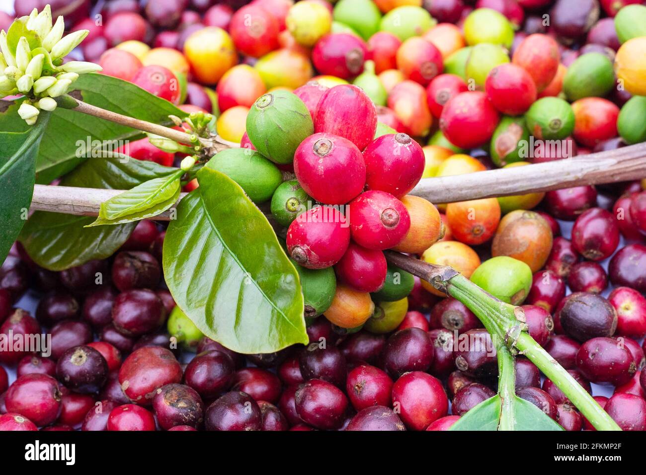 laos coffee,pakxong coffee fruits farming in asia, big coffee Stock Photo