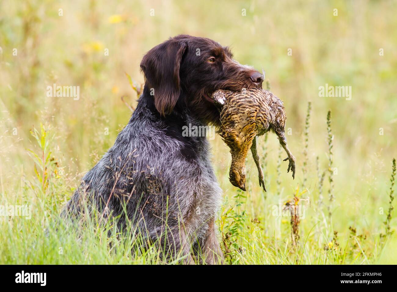 german wirehaired pointer keeps a downed wildfowl (hen grouse) in its teeth during hunting Stock Photo