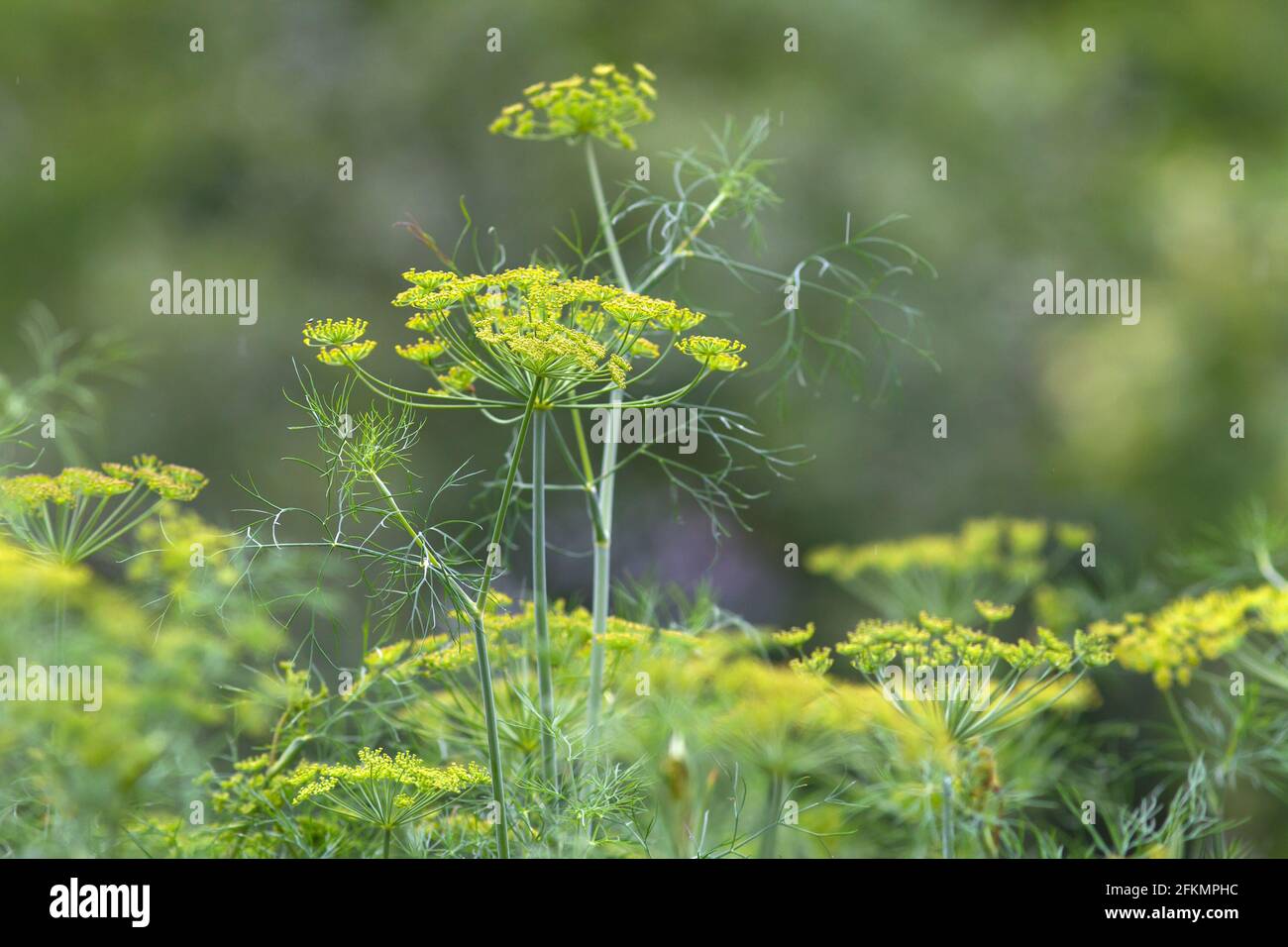 tops of flowering dill in the garden on blurred background, closeup Stock Photo