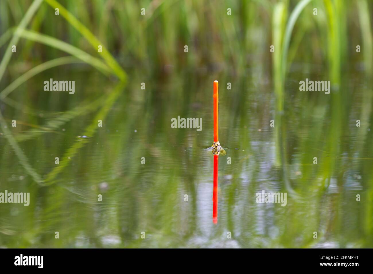 the orange fishing float sits vertically in the water of the lake, closeup Stock Photo