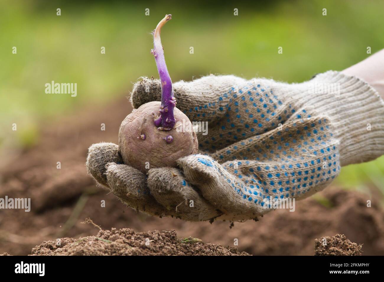 the hand of the farmer is holding a potato tuber with a violet sprout above the bed Stock Photo