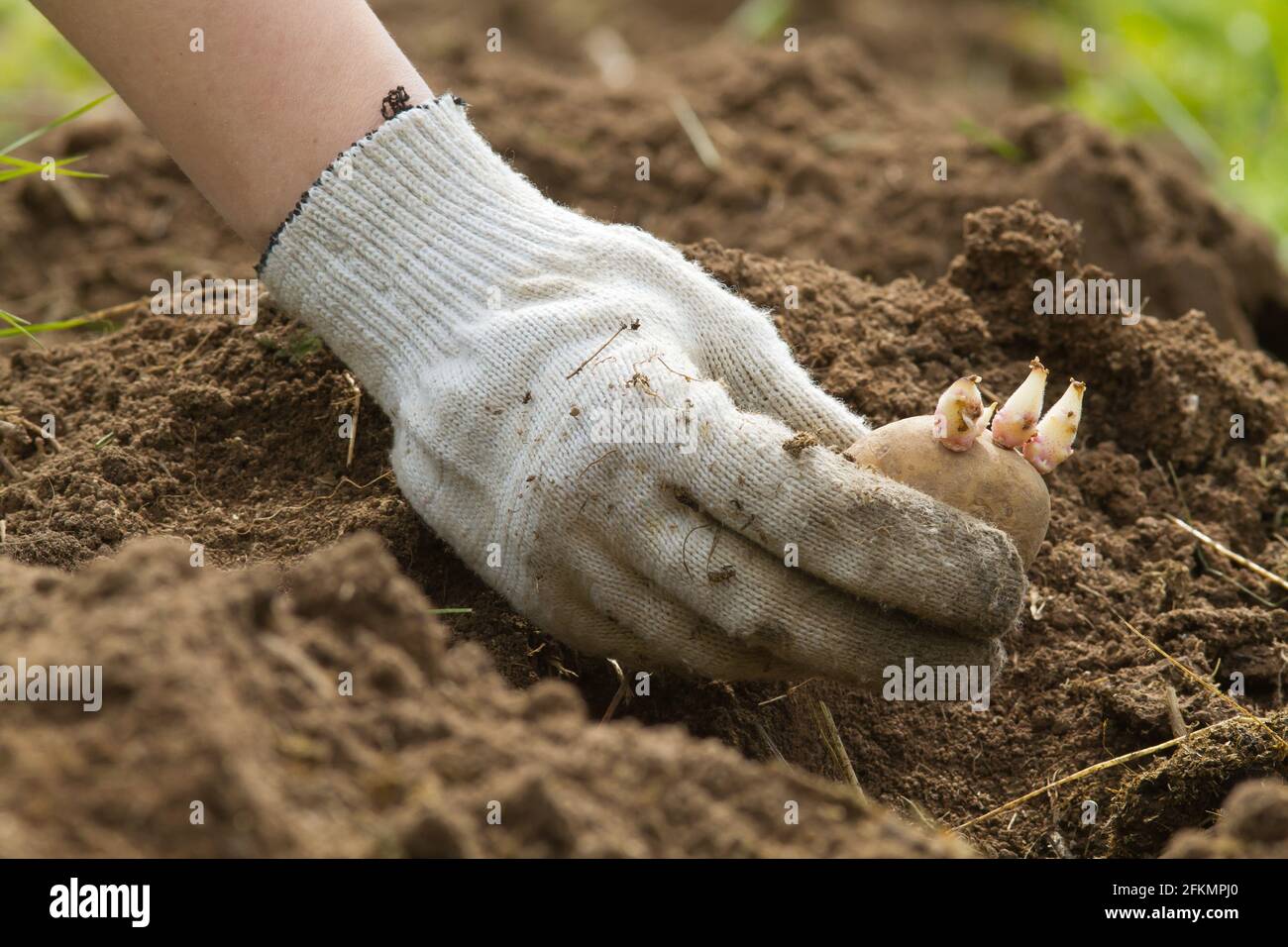 the hand of the gardener lowers the potato tuber in the hole in the vegetable garden Stock Photo