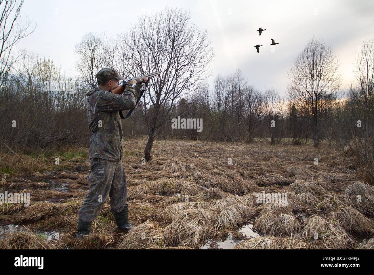 hunter aims a shotgun at a flying geese in the evening swamp Stock Photo