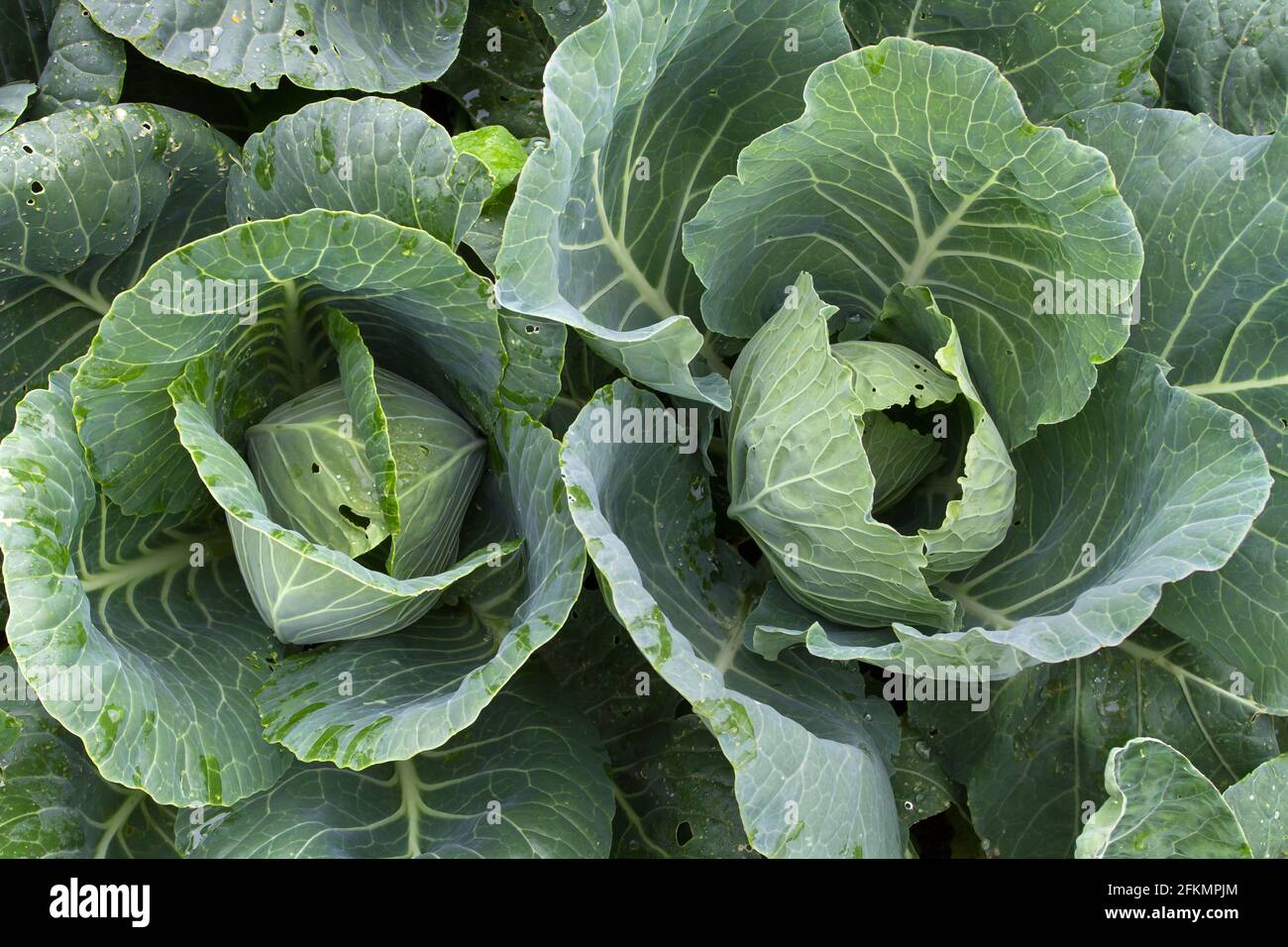 two immature cabbage heads in the vegetable garden, closeup Stock Photo