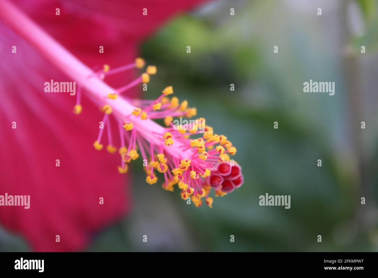 Hibisco (Hibiscus rosa-sinensis) Stock Photo