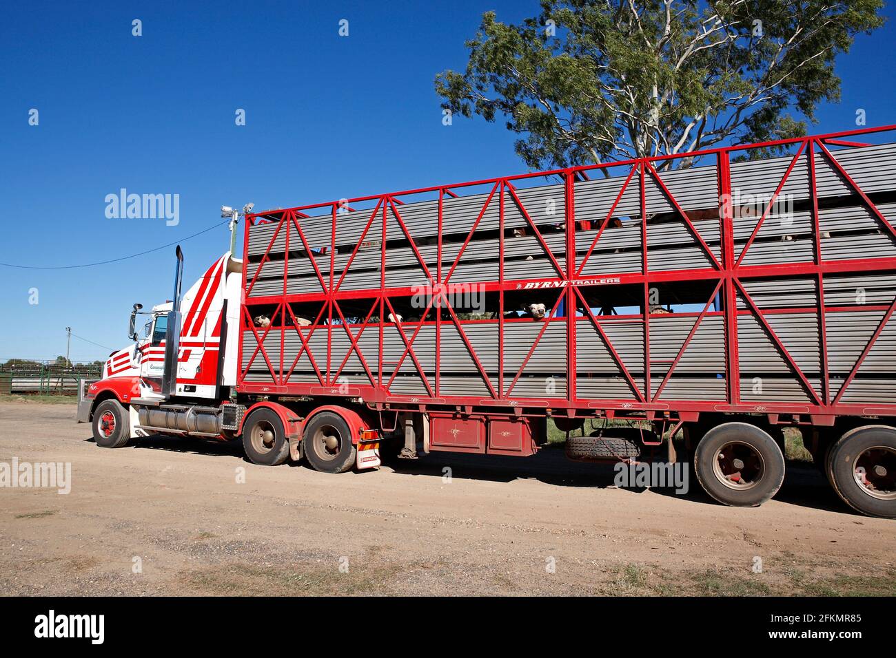 Cattle Road Train, Narrabri, western NSW, Australia Stock Photo
