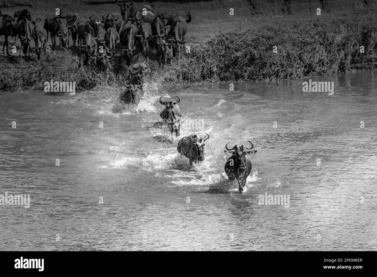 Crossing the Mara River- Wildebeest Migration - Serengeti Stock Photo