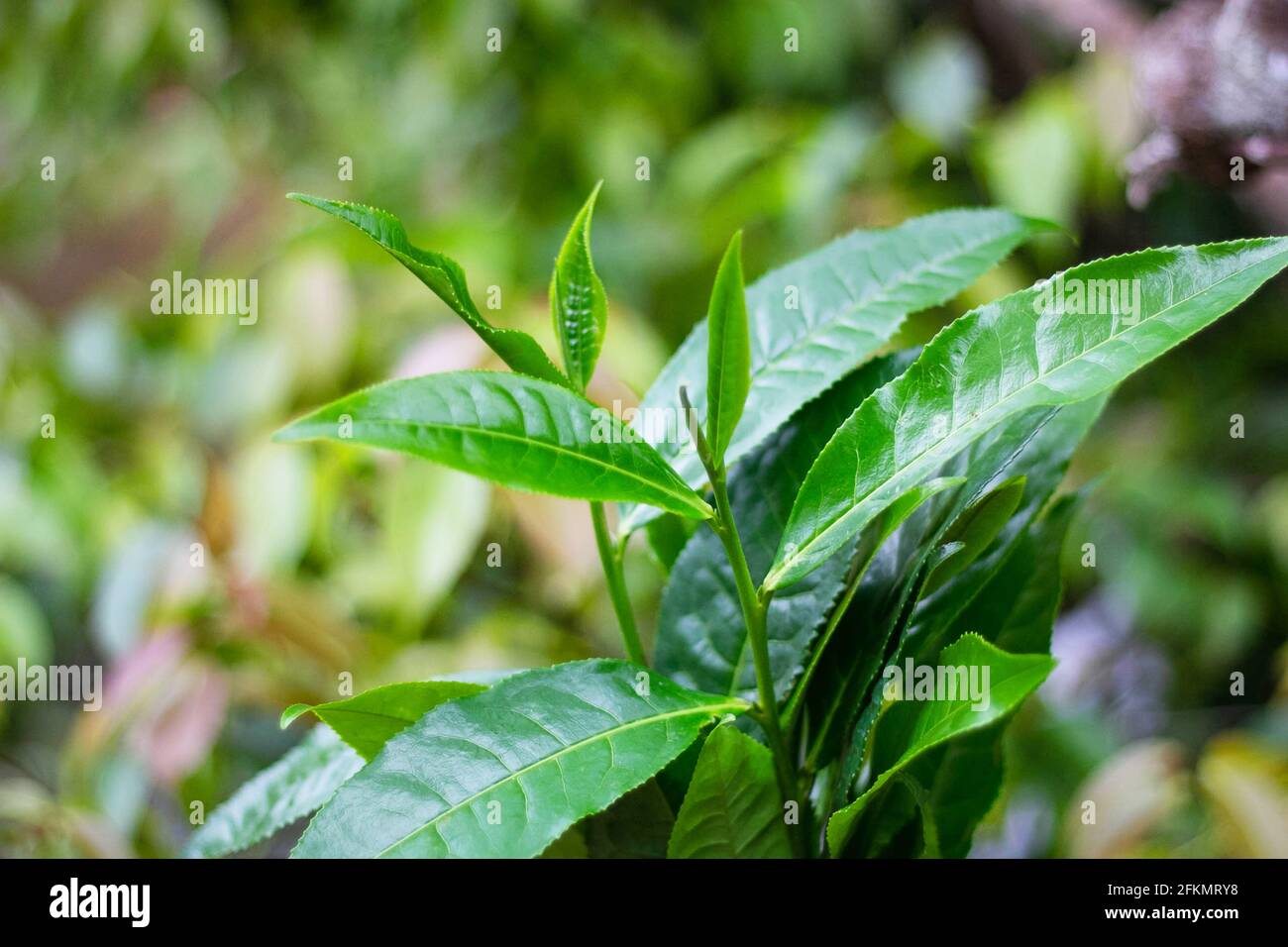Green tea leaves in garden,Tea plantations, asia Green tea Stock Photo