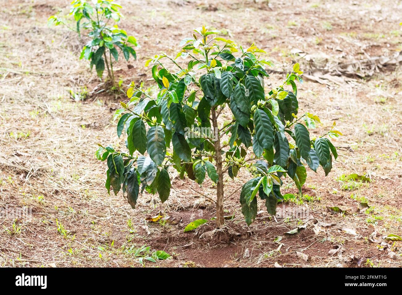 coffee flower,coffee tree in asia, laos coffee tree Stock Photo
