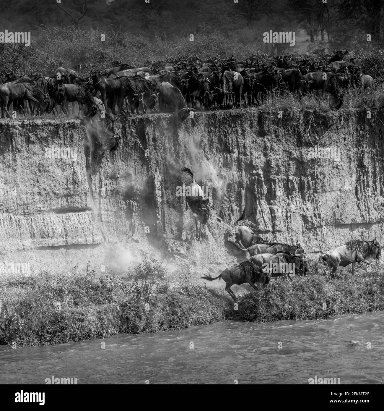 Wildebeest falling and jumping from high river bank - Serengeti - Mara