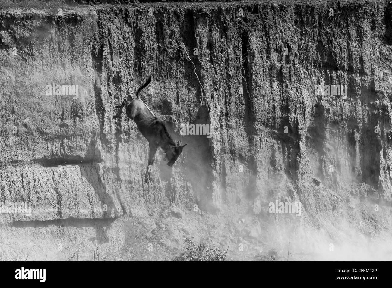 Wildebeest falling and jumping from high river bank Serengeti Mara river Stock Photo Alamy