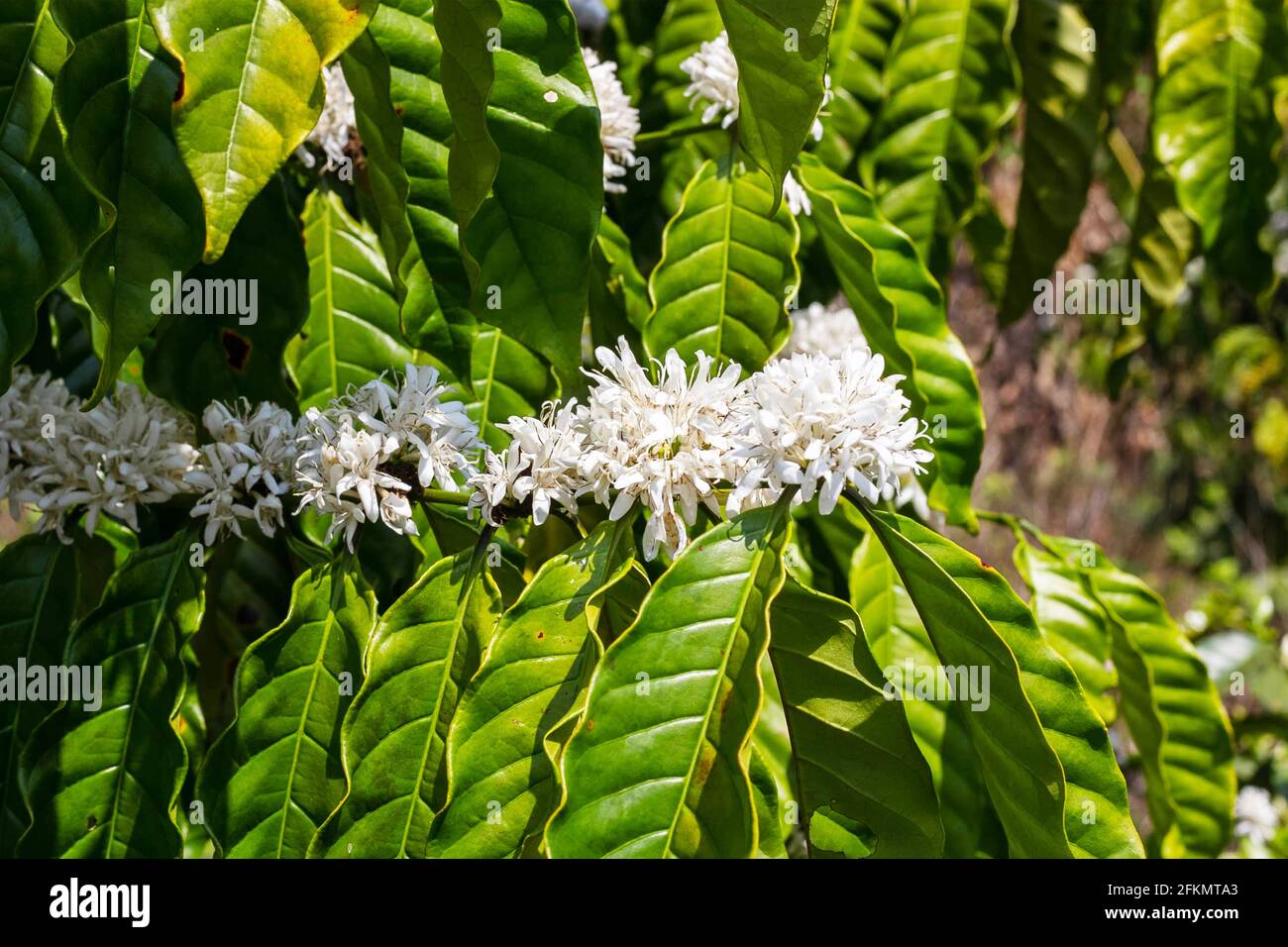 coffee flower,coffee tree in asia, laos coffee tree Stock Photo