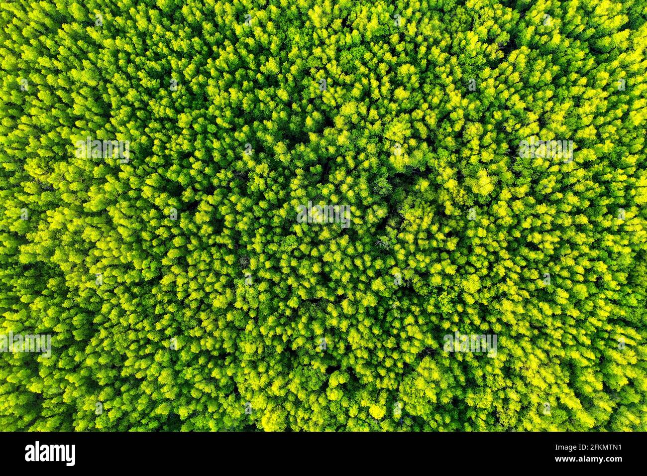 Aerial view of green trees in forest Stock Photo - Alamy