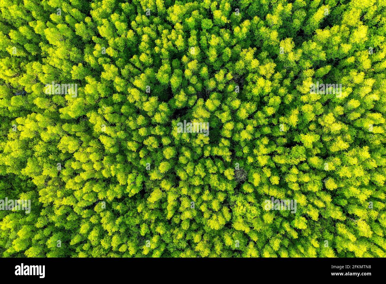 Aerial view of green trees in forest Stock Photo - Alamy