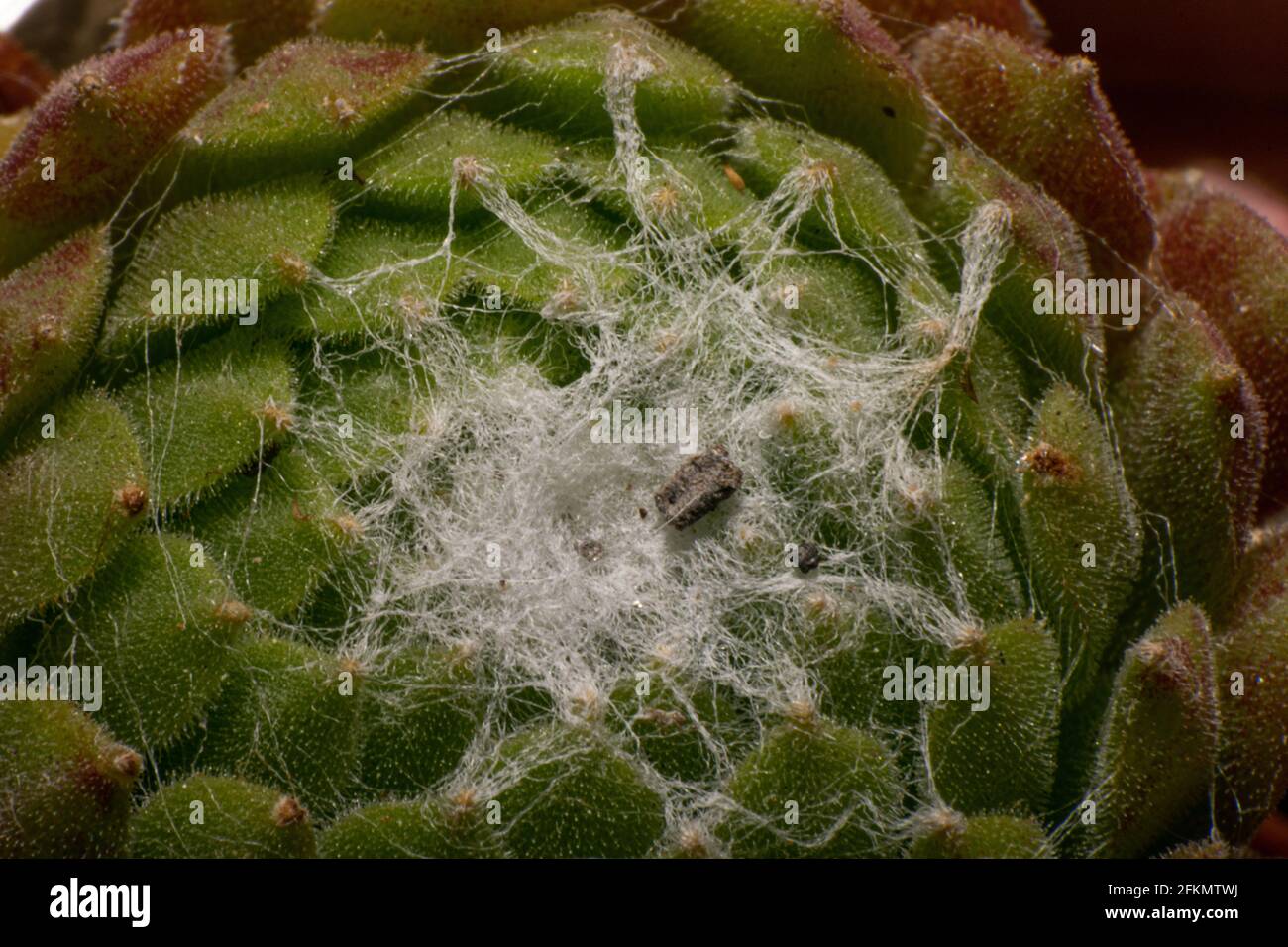 Sempervivum arachnoideum Catus suculenta or succulent web forming creation macro photography Stock Photo