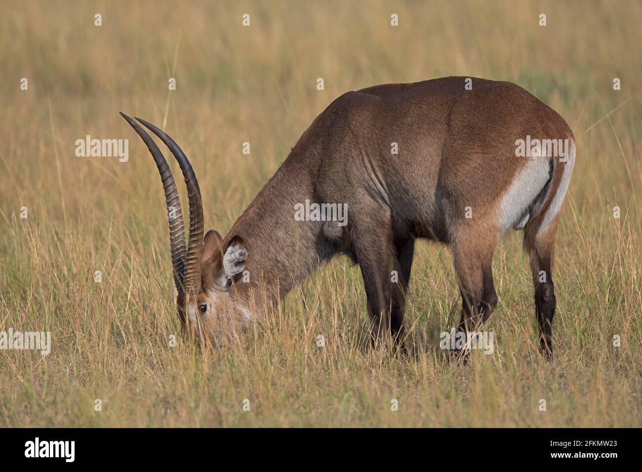 An adult Waterbuck is grazing in the grassland of Queen Elizabeth National Park in Uganda, Africa Stock Photo