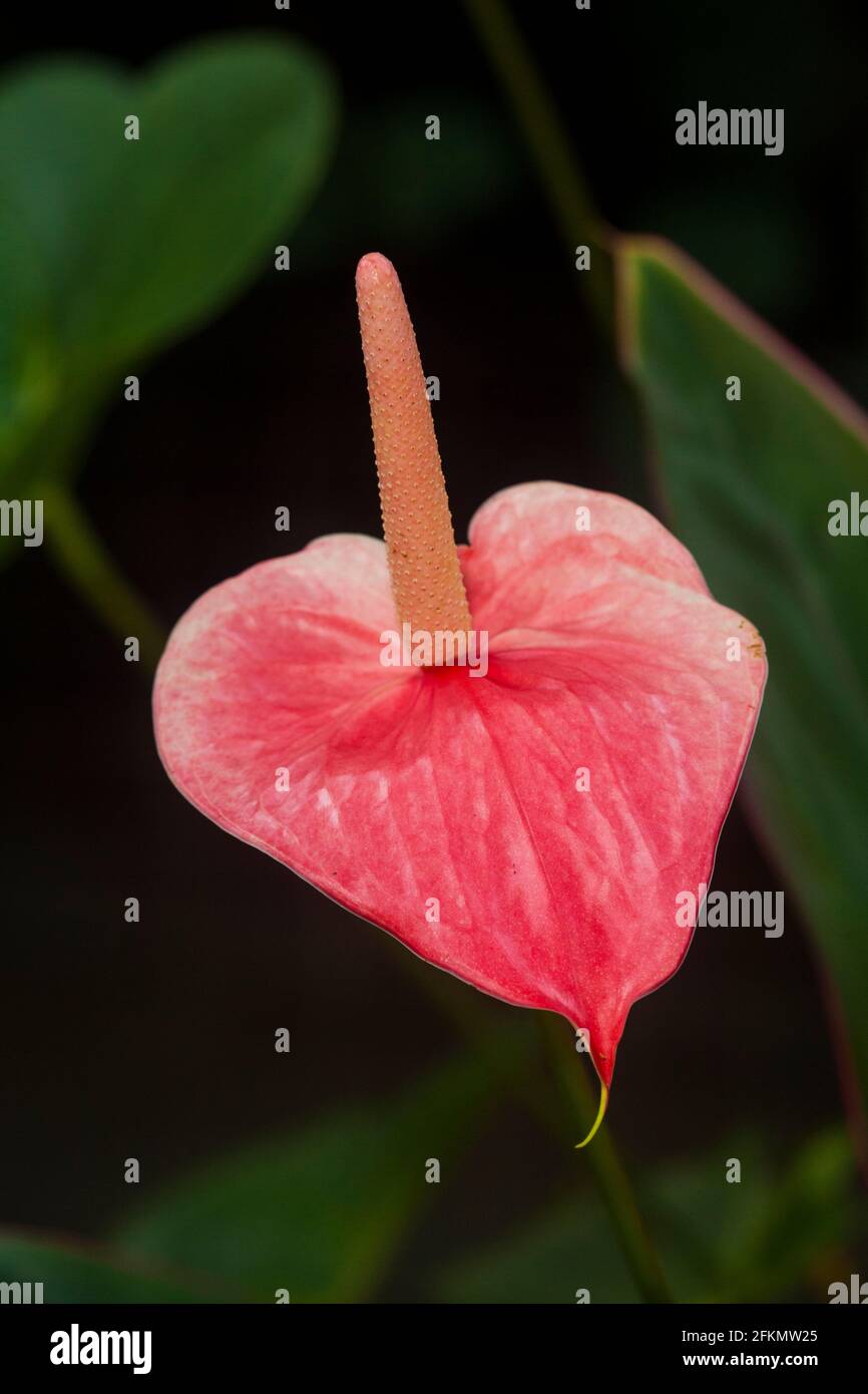 Anthurium flower in a garden in the town of Gamboa, Colon province, Republic of Panama, Central America. Stock Photo
