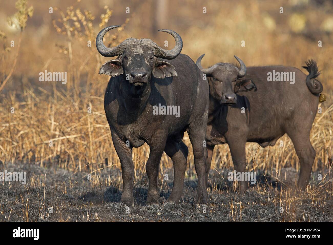 Two African Buffalos in the grassalnd of the Semuliki Wildlife Reserve Stock Photo