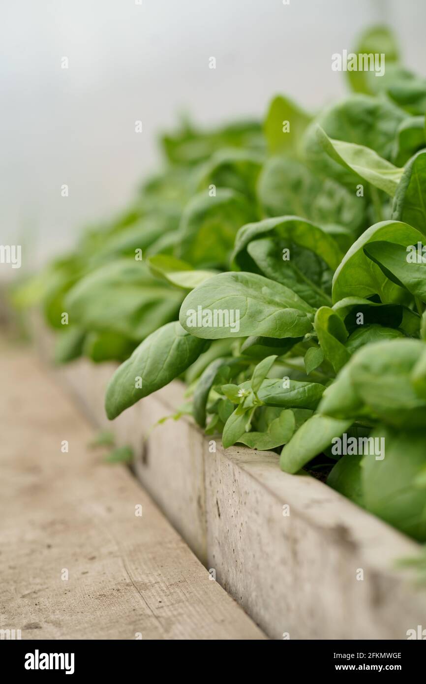 Baby spinach growing in an urban garden in a greenhouse. Dark green spinach leaves close up Stock Photo