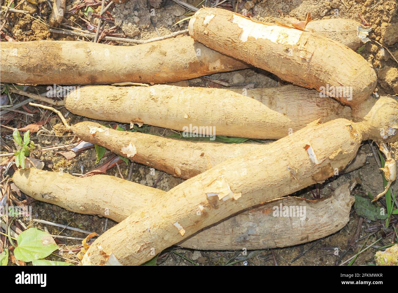big manioc or tapioca plant, genus Manihot,Cassava in garden ( in laos ) asia Stock Photo