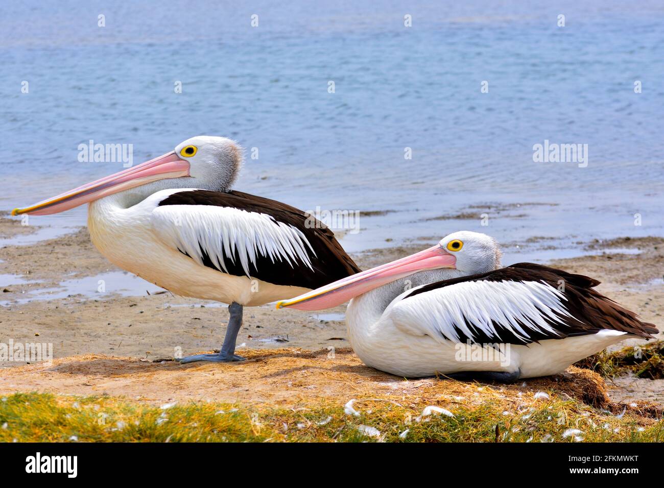 Wetland habitat native species conservation hi-res stock photography ...