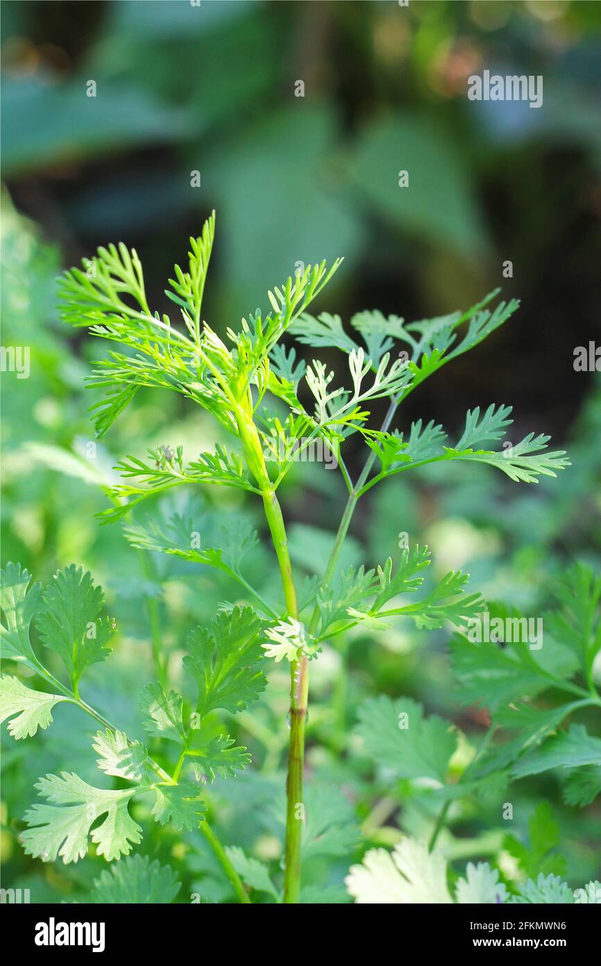Coriandrum sativum or Umbelliferae (Coriander plants) in garden Stock