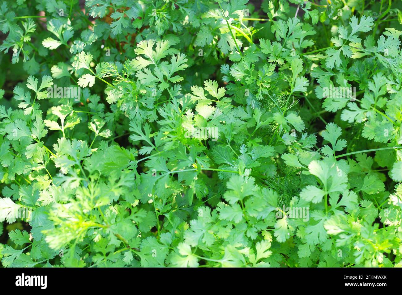 Coriandrum sativum or Umbelliferae (Coriander plants) in garden Stock