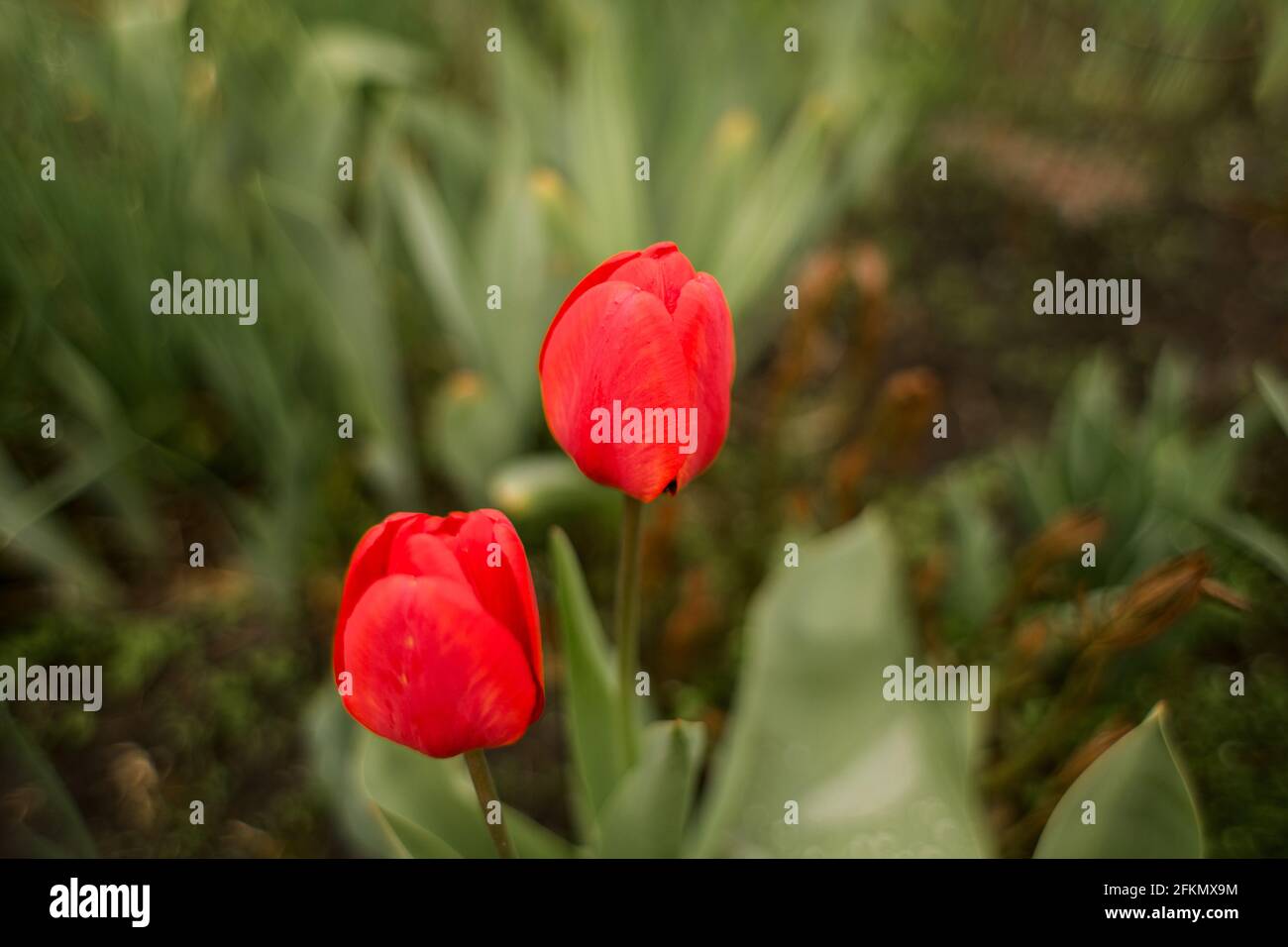 a beautiful tulips grow in the garden in spring Stock Photo - Alamy