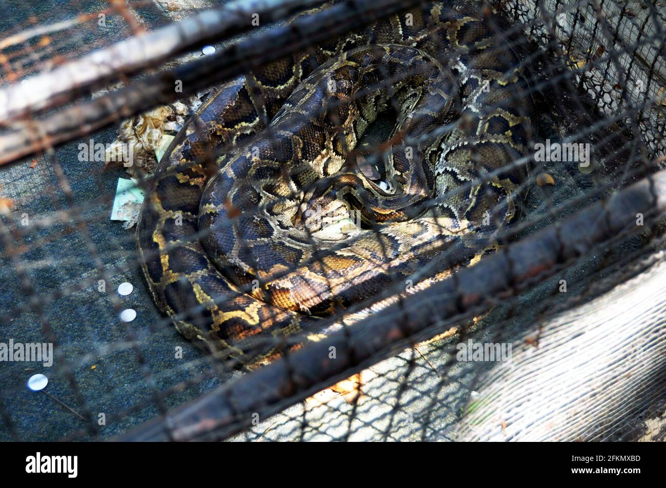 Reticulated python snake in cages of Zoo and Aquarium Bueng Chawak ...