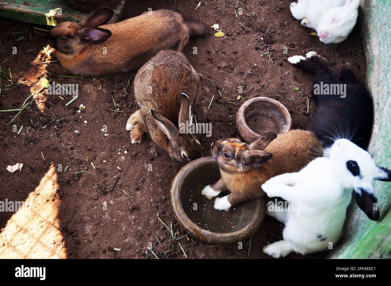 Bunny or rabbit in cages of Zoo and Aquarium Bueng Chawak ...