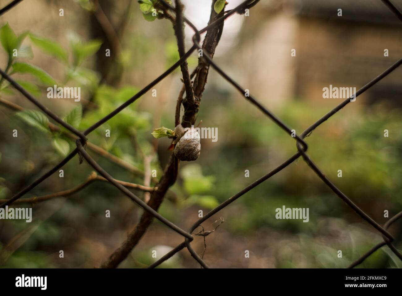 a little snail sitting on a tree branch Stock Photo
