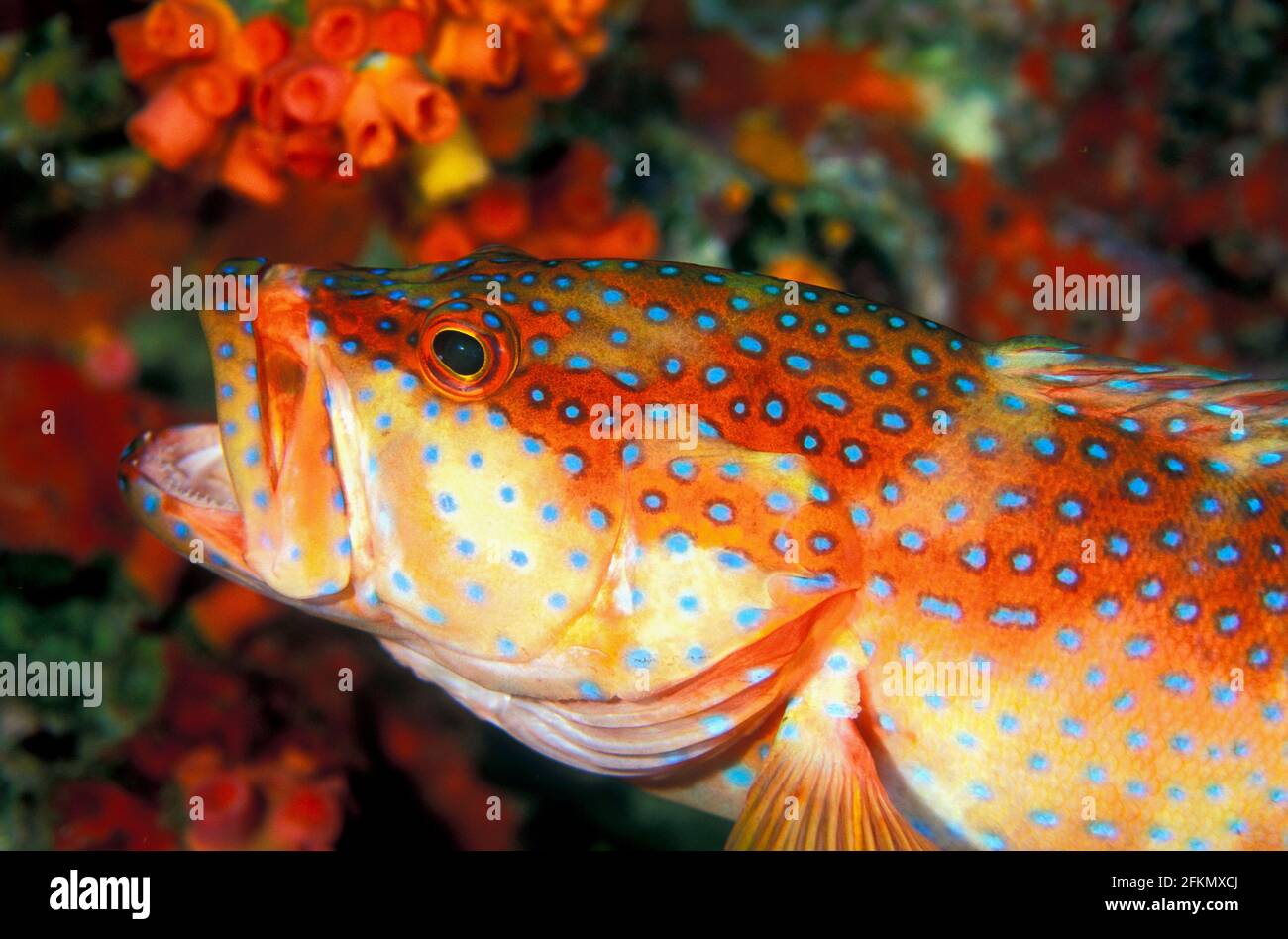Coral grouper, Cephalopholis miniata, in Similan Islands Thailand Stock Photo