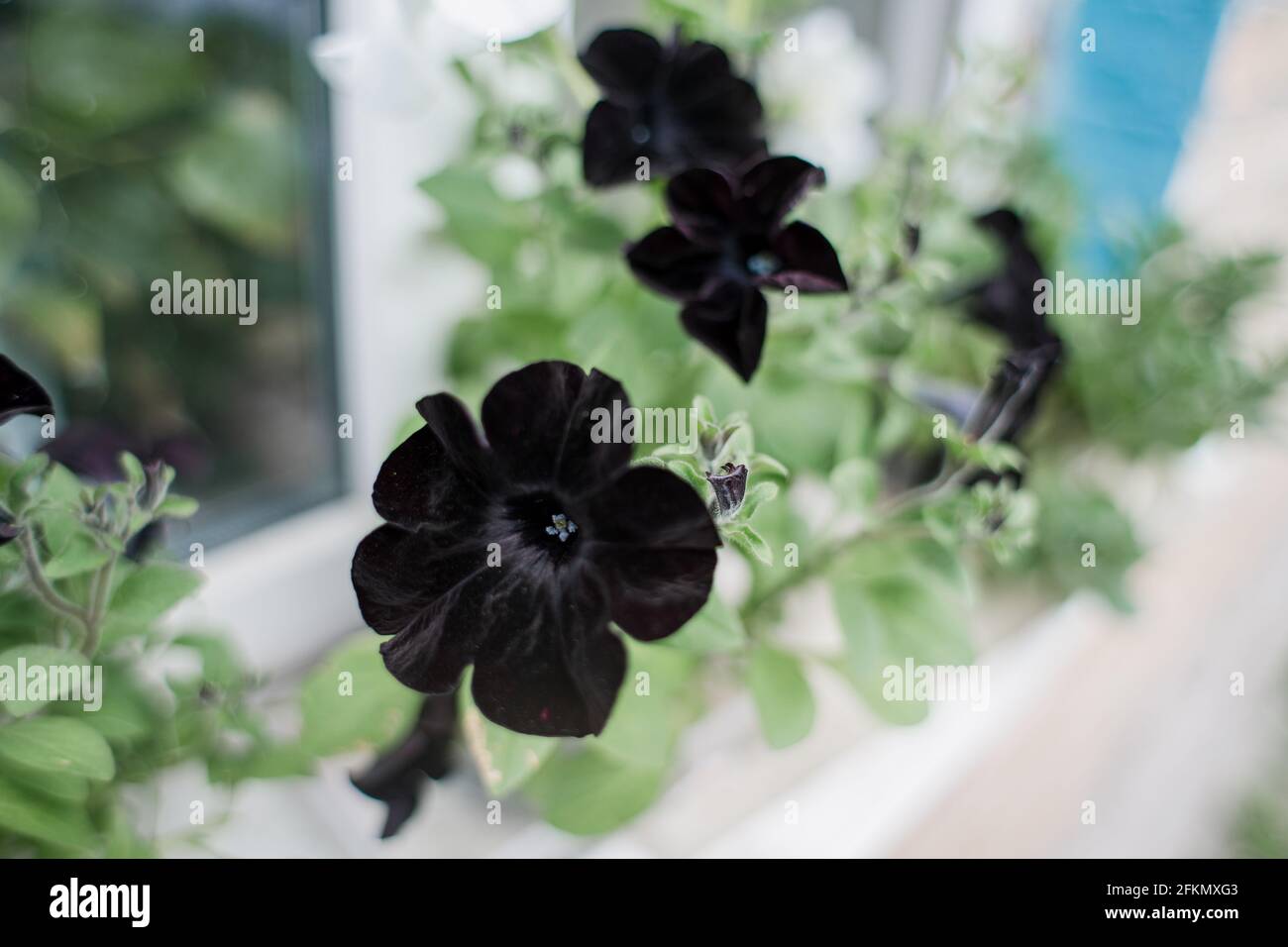 a black flowers on the windowsill of a private house Stock Photo