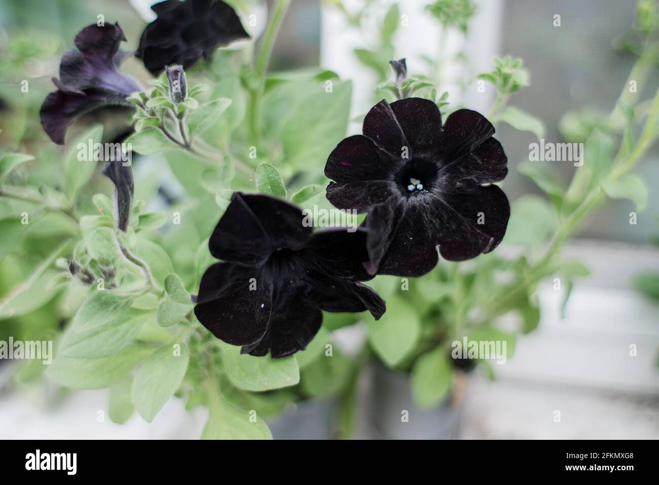a black flowers on the windowsill of a private house Stock Photo