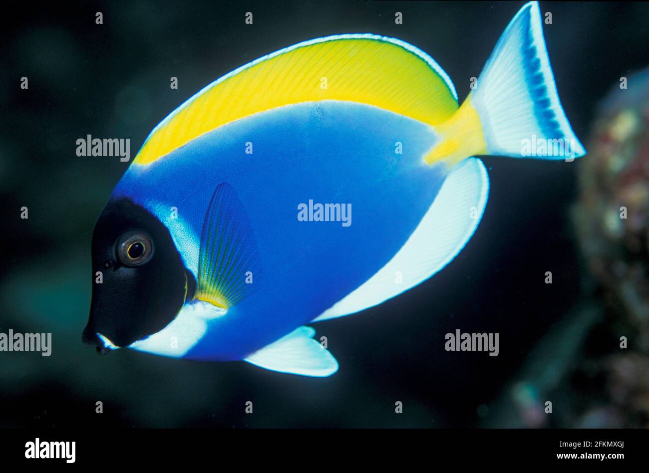 Powder blue surgeonfish , Acanthurus leucosternon , Similan Islands Thailand Stock Photo