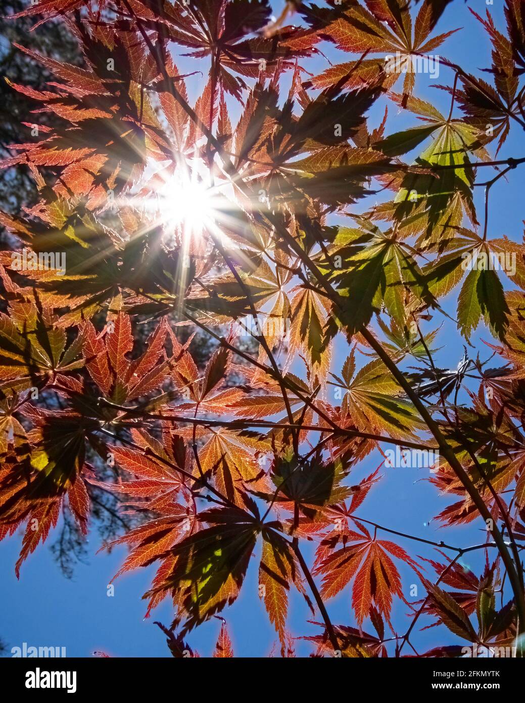 Natural background of Japanese maple (Acer palmatum) leaves shot from below with a sunburst in the upper left. Stock Photo