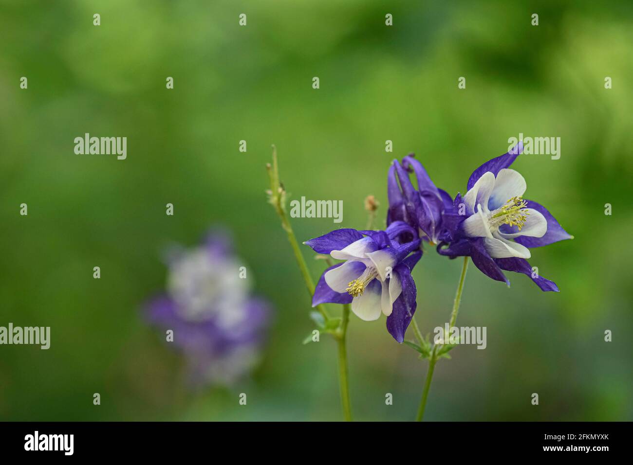 Purple and white Columbine (Aquilegia flabellata) flowers with a green bokeh background and negative space Stock Photo