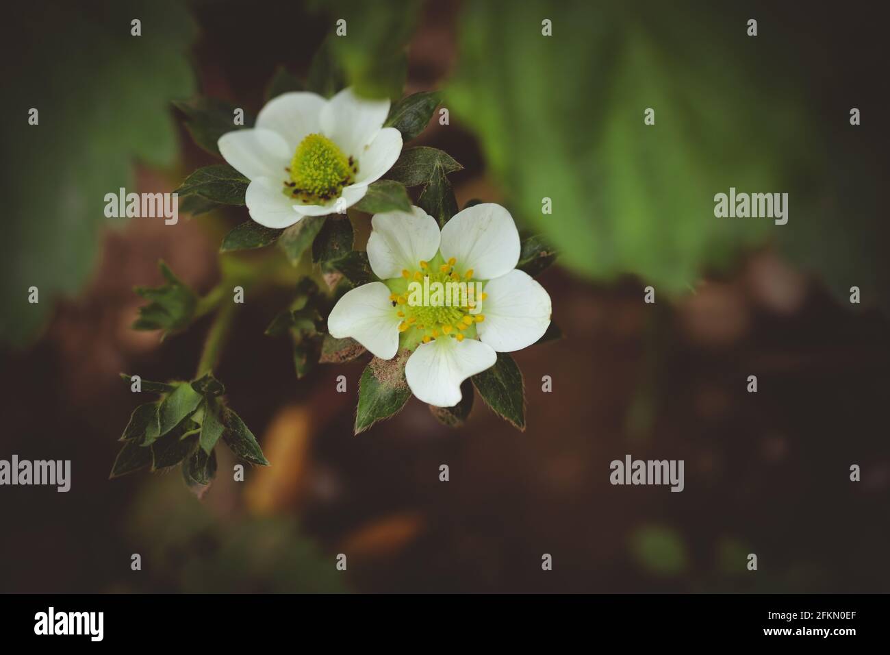 Strawberry flowers in the garden Stock Photo - Alamy