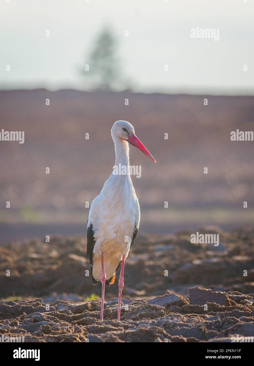 White Stork Ciconia ciconia in the field, Lithuania - Europe Stock Photo