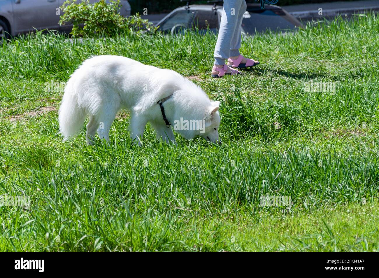 Dog walk during lockdown pandemie. Walking with the dog in spring ...