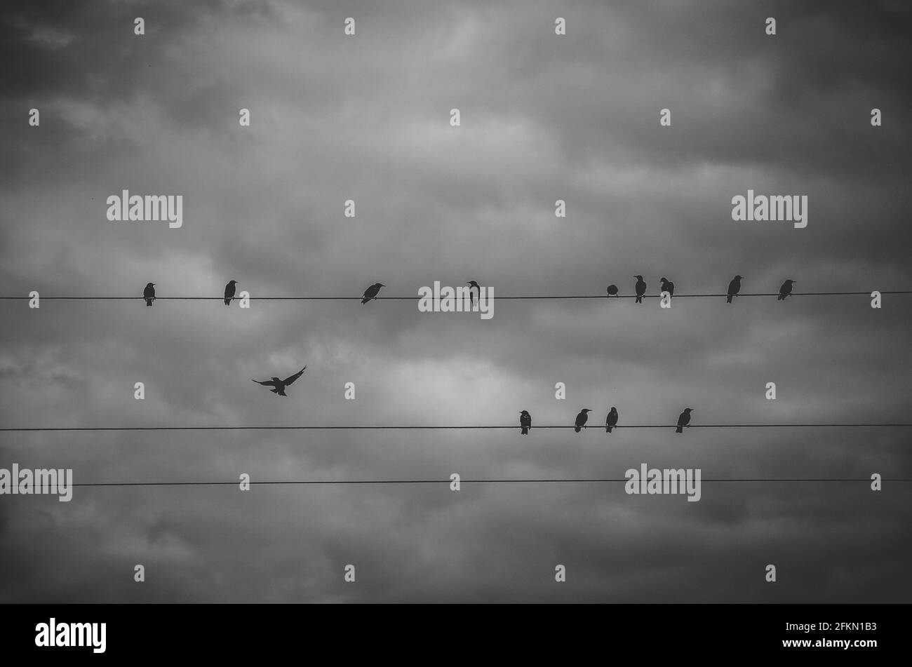 Black and white photography of wild birds sitting on the wires on a background of dark stormy clouds in dramatic gray sky Stock Photo