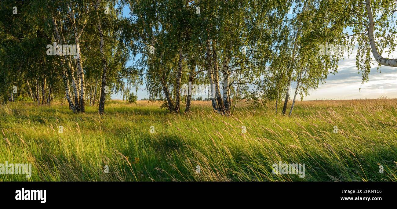 Sunny summer scene with birch trees during sunset Stock Photo
